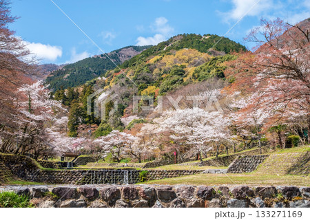 養老公園の桜 《岐阜県 養老郡 養老町》 養老公園の桜 《岐阜県 養老郡 養老町》 133271169