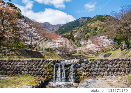 養老公園の桜 《岐阜県 養老郡 養老町》 養老公園の桜 《岐阜県 養老郡 養老町》 133271170
