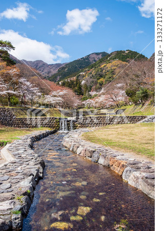 養老公園の桜 《岐阜県 養老郡 養老町》 養老公園の桜 《岐阜県 養老郡 養老町》 133271172