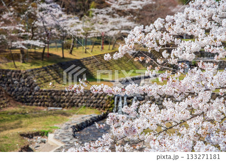 養老公園の桜 不動橋からの絶景《岐阜県 養老郡 養老町》 133271181