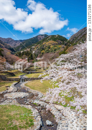 養老公園の桜 不動橋からの絶景《岐阜県 養老郡 養老町》 養老公園の桜 不動橋からの絶景《岐阜県 養老郡 養老町》 133271186