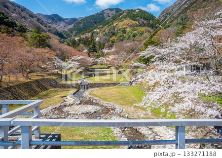 養老公園の桜 不動橋からの絶景《岐阜県 養老郡 養老町》 養老公園の桜 不動橋からの絶景《岐阜県 養老郡 養老町》 133271188