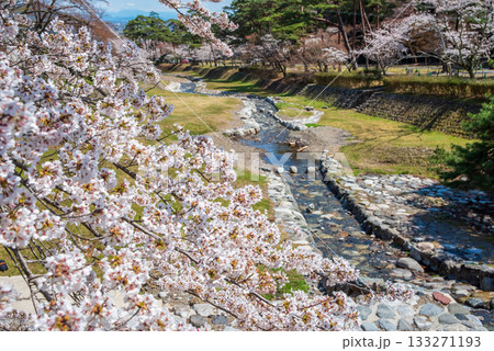 養老公園の桜 不動橋からの絶景《岐阜県 養老郡 養老町》 133271193