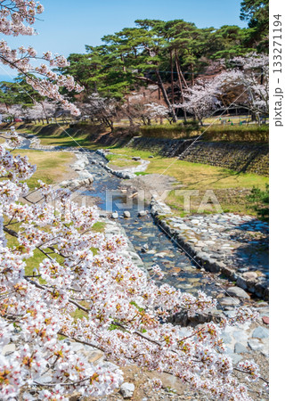 養老公園の桜 不動橋からの絶景《岐阜県 養老郡 養老町》 133271194