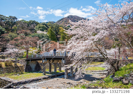 養老公園の桜 不動橋《岐阜県 養老郡 養老町》 133271198