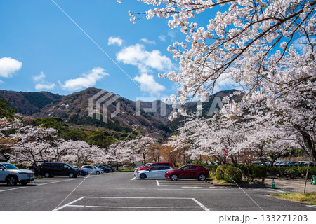 養老公園 桜満開の駐車場《岐阜県 養老郡 養老町》 133271203