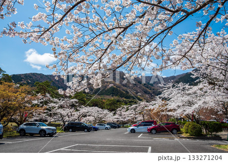 養老公園 桜満開の駐車場《岐阜県 養老郡 養老町》 養老公園 桜満開の駐車場《岐阜県 養老郡 養老町》 133271204