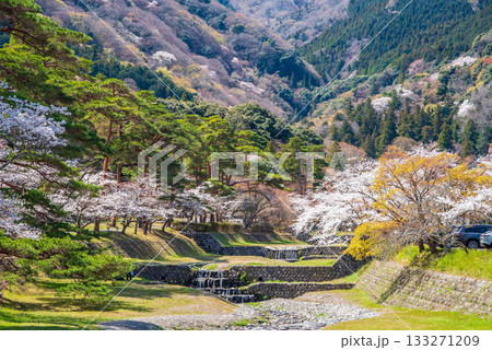 養老公園の桜 松風橋からの絶景《岐阜県 養老郡 養老町》 133271209
