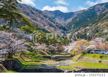 養老公園の桜 松風橋からの絶景《岐阜県 養老郡 養老町》 133271211