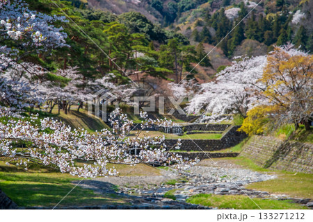 養老公園の桜 松風橋からの絶景《岐阜県 養老郡 養老町》 133271212