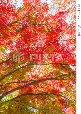 鮮やかな紅葉 鮮やかな紅葉 133271418