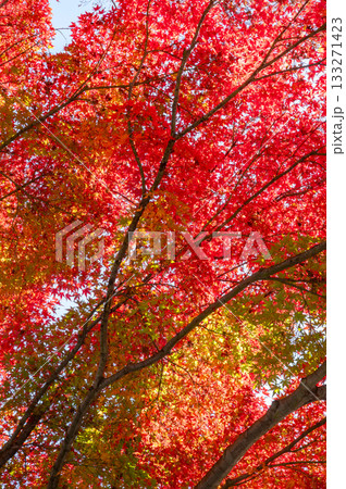 鮮やかな紅葉 鮮やかな紅葉 133271423