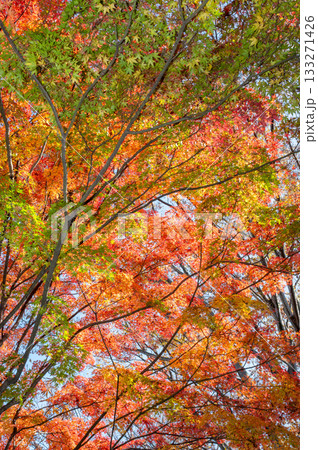 鮮やかな紅葉 鮮やかな紅葉 133271426