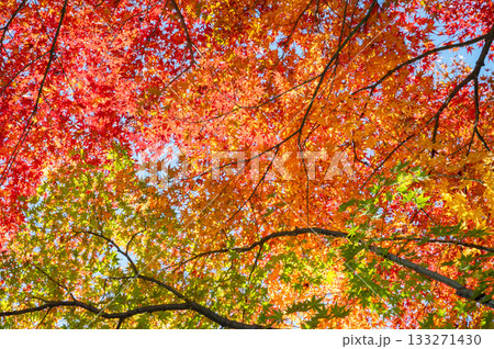 鮮やかな紅葉 鮮やかな紅葉 133271430