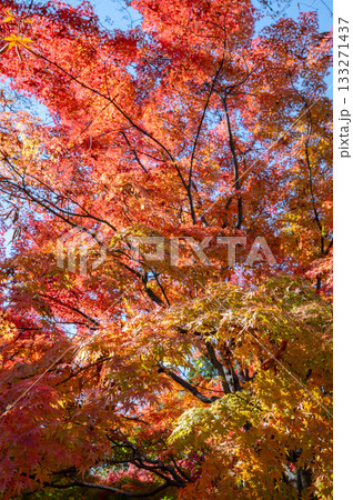 鮮やかな紅葉 133271437