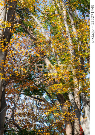 鮮やかな紅葉 鮮やかな紅葉 133271449