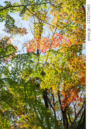 鮮やかな紅葉 鮮やかな紅葉 133271463