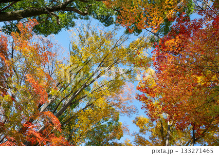 鮮やかな紅葉 鮮やかな紅葉 133271465