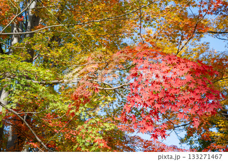 鮮やかな紅葉 鮮やかな紅葉 133271467