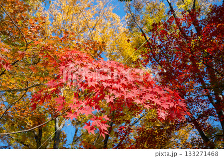 鮮やかな紅葉 133271468