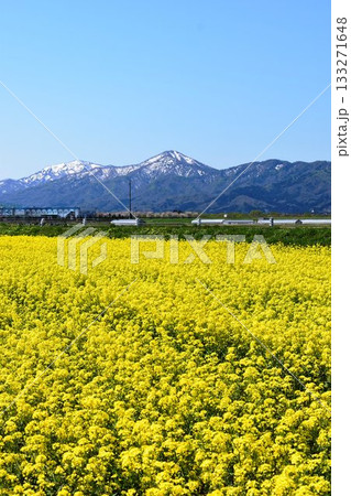 菜の花 春景色 133271648