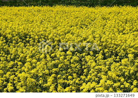 菜の花 春景色 133271649
