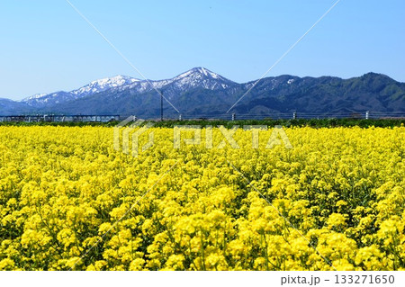 菜の花 春景色 133271650