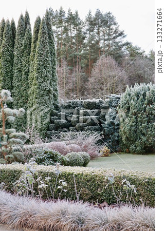 Winter garden scene depicting frosted evergreen plants, sculpted hedges, ornamental grasses, and tall cypress trees under a clear sky 133271664
