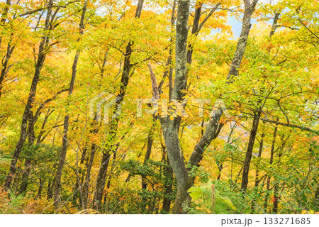 【大峰高原】秋景色【北安曇郡池田町】 【大峰高原】秋景色【北安曇郡池田町】 133271685