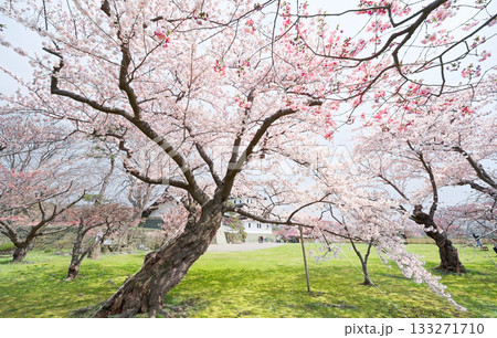 松前城の桜 133271710