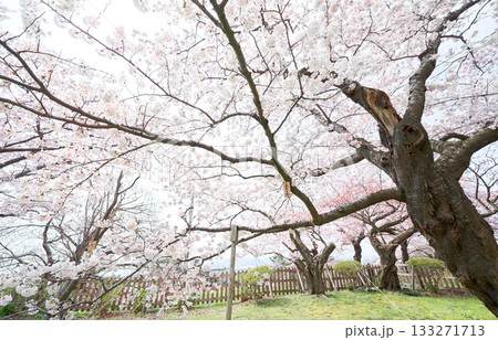松前城の桜 松前城の桜 133271713
