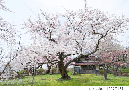 松前城の桜 133271714