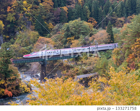 【秋田新幹線】紅葉する渓谷を通過する特急こまち 133271758
