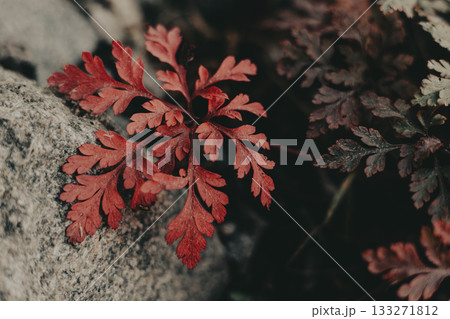 Vibrant red leaves in a natural, moody forest setting. The image captures the beauty of nature with striking red and purple leaves Autumnal background Vibrant red leaves in a natural, moody forest setting. The image captures the beauty of nature with striking red and purple leaves Autumnal background 133271812