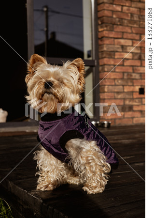 Yorkshire Terrier relaxing outdoors on a wooden terrace in sunlight, wearing a purple dog jacket. Cute domestic animal theme. A lapdog with brown fur. Yorkshire Terrier relaxing outdoors on a wooden terrace in sunlight, wearing a purple dog jacket. Cute domestic animal theme. A lapdog with brown fur. 133271868