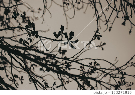 Silhouette of tree branches and leaves against a muted sky. A low-angle shot captures the intricate silhouette of tree branches and leaves, creating a striking contrast against the soft, muted sky. Silhouette of tree branches and leaves against a muted sky. A low-angle shot captures the intricate silhouette of tree branches and leaves, creating a striking contrast against the soft, muted sky. 133271919
