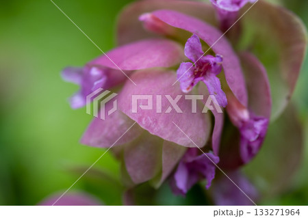 カワイイピンクの花を付けたオレガノケントビューティー 133271964