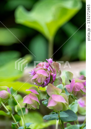 カワイイピンクの花を付けたオレガノケントビューティー 133271965