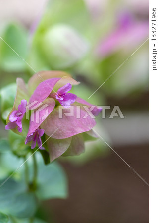 カワイイピンクの花を付けたオレガノケントビューティー 133271966