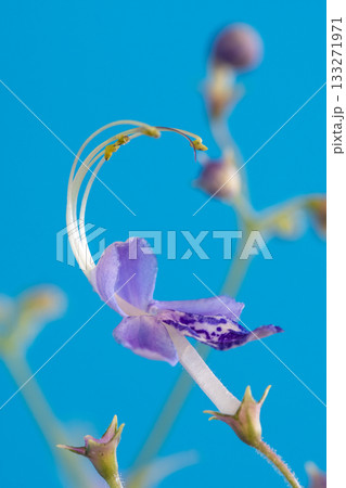 青背景のカリガネソウのクローズアップ 133271971