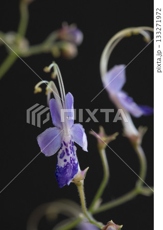 黒背景のカリガネソウのクローズアップ 133271972