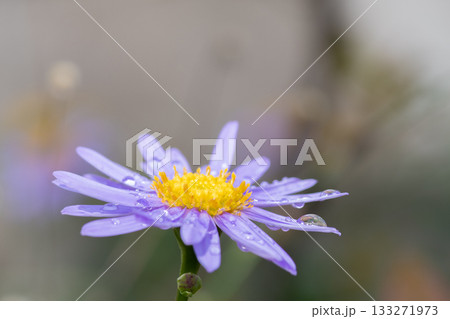 雨上がりの紫色のキク 133271973