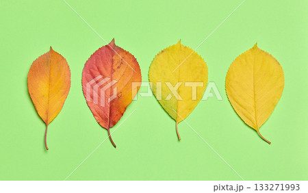 Red and yellow leaves on a green background, top view 133271993