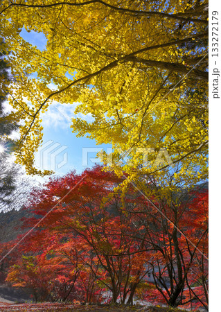 大井平公園 133272179