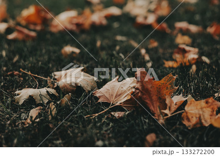 Autumn leaves scattered on the grass in a park. A serene autumnal scene featuring fallen leaves on a grassy field, with trees in the background, creating a warm, inviting atmosphere Fall season nature 133272200