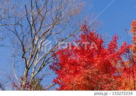 秋の木曽福島興禅寺境内の景色 秋の木曽福島興禅寺境内の景色 133272234