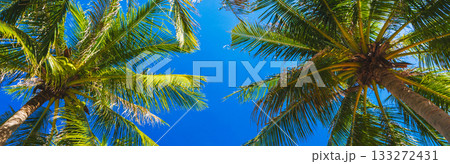 wide panoramic banner with green leaves of coconut palms trees on background of a blue sky in tropics in summer on tropical island. Concept of tourism and travel wide panoramic banner with green leaves of coconut palms trees on background of a blue sky in tropics in summer on tropical island. Concept of tourism and travel 133272431