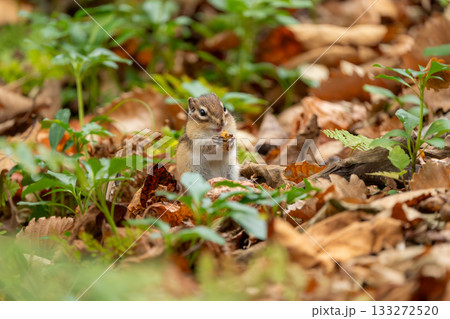 枯れ葉の上に立ち餌を食べるエゾシマリス 133272520