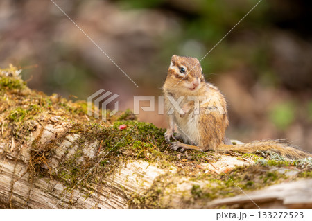 倒木の上に立つ冬眠から目覚めたエゾシマリス 133272523