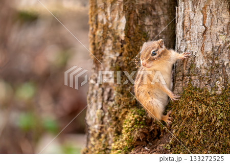 木の上に立つ冬眠から目覚めたばかりのエゾシマリス 木の上に立つ冬眠から目覚めたばかりのエゾシマリス 133272525